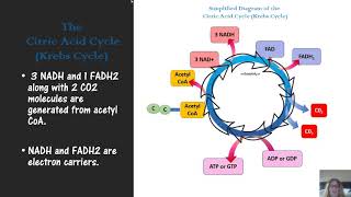 microbial metabolism for microbiology [upl. by Anivad]