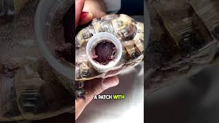 Vet Saves Turtle’s Life with a Plastic Bottle Cap 🐢👏 [upl. by Attwood]