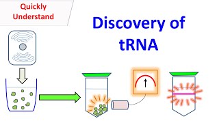 tRNA  Discovery of tRNA [upl. by Slohcin]