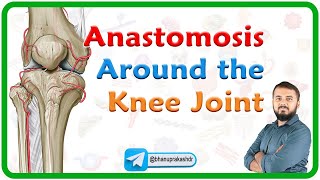 Anastomosis Around the Knee Joint  Genicular anastomosis  Lower limb anatomy  MBBS 1st year NEXT [upl. by Eineeuq]