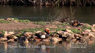 Parque Nacional Tablas de Daimiel  Diputación de Ciudad Real [upl. by Helaina]