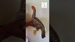 Best quality Young female Parrot beak Aseel trending erode pureaseelbreed aseelerode [upl. by Ahsenor]