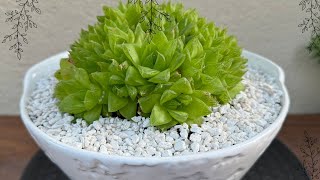 How to Repot Haworthia Cymbiformis Tips amp Trickssucculents suculentashaworthia [upl. by Chery438]