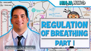 Respiratory  Regulation of Breathing Respiratory Centers Part 1 [upl. by Naivaj171]