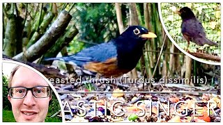 The blackbreasted thrush song Turdus dissimilis in bird aviary  a great singer birdsounds [upl. by Ailehc72]