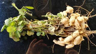 Fresh Peanuts Arachis hypogaea off the plant [upl. by Aicilas938]