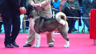 quotPerros en acciónquot Exposición N° 234 Federación Cinológica Argentina [upl. by Nagiem297]