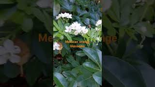 Winter flowers Mexican Orange blossoms winterflowers mexicanorange botany horticulture soil [upl. by Leahcim]