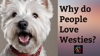 Why do People Love Westies So Much [upl. by Andromada]