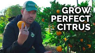 How to Plant Grow amp Care for Citrus Trees COMPLETE GUIDE [upl. by Hedwig]