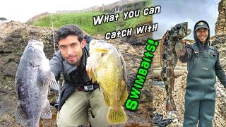 Fishing for Rockcod Lingcod amp Cabezon with Swimbaits from Shore [upl. by Tebazile]