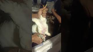 Vaccination against Fowl Pox in Wing Web 38 days old [upl. by Canter]