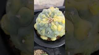 銀冠玉錦3 2024 09 22 Lophophora fricii ＃shorts [upl. by Trent]