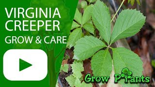 Virginia creeper  grow amp care Parthenocissus quinquefolia [upl. by Terry636]