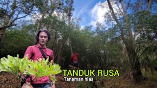 Nekat sendiri😌 Berburu tanaman hias Tanduk Rusa di hutan Kalimantan Platycerium ridleyi [upl. by Iru]