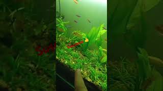 vlogs acuariofiliafyp acuarioplantado peces plantasdeacuario acuariosaquarium ramirezi [upl. by Aisital]