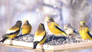 Evening Grosbeak at the SaxZim Bog [upl. by Inattirb]