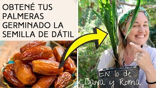 Germiná Semillas de DÁTILES para tener tus propias PALMERAS 🌴🌴 [upl. by Niwred]