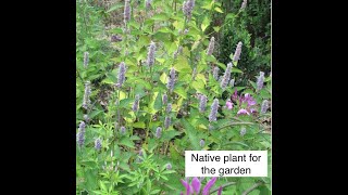 Plant Anise hyssop amp garden deer troubles [upl. by Hachmann110]