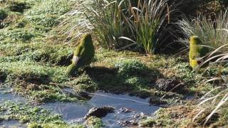 Reischeks Parakeet  Antipodes Island NZ [upl. by Daphie]