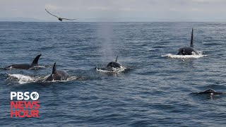 Group of orcas attack and sink vessels off Iberian Peninsula [upl. by Whittemore165]