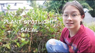 Plant Spotlight Salal [upl. by Nathanoj]