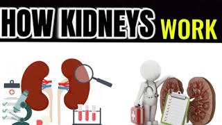 UNDERSTANDING HOW YOUR KIDNEYS WORK IN 3D ANIMATION BIOBUZZ LIKE AND SUBSCRIBE FOR MORE INFORMATION [upl. by Celia744]