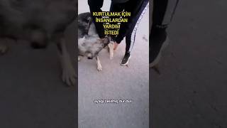 Çaresiz Köpeğin Yardım İstediği Anlar Kalbimizi Isıttı [upl. by Eiltan]