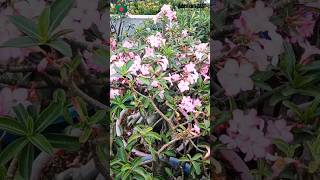 Adenium Arabicum Blooms bonsai adenium floweringplant plants shorts viral desertrose garden [upl. by Howard79]