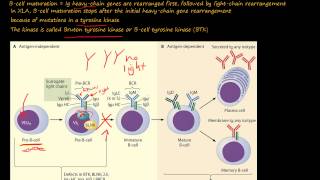 105P What is XLinked Agammaglobulinemia XLA or Bruton Disease [upl. by Scherle]