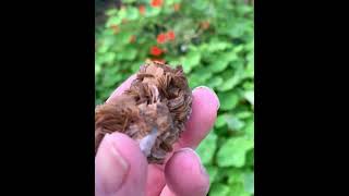 Siderite from the Carn Brea Mine Redruth Cornwall [upl. by Eelyek]