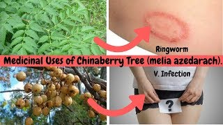 11 Medicinal Uses of Chinaberry Tree melia azedarach [upl. by Anura254]