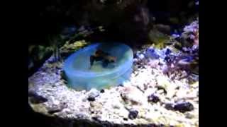 Do It Yourself DIY mandarinfish target feeder [upl. by Nevi]