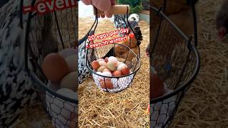 🥚❄️ 20 eggs per day Even in winter Marans Vorwerk Leghorn chickens farming backyardchickens [upl. by Down368]