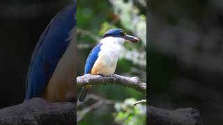 Sacred Kingfisher bird call birds birdsounds nature [upl. by Uird651]