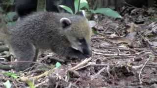 Baby Coatis [upl. by Cordova574]