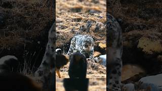 ¡Mastin tibetano vs Leopardo de las nieves mastintibetano vs leopardodelasnieves [upl. by Whitby]