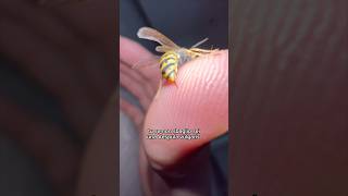 sei mai stato punto da una di loro 🐝 animali wild vespa massele selvatico [upl. by Brenk552]