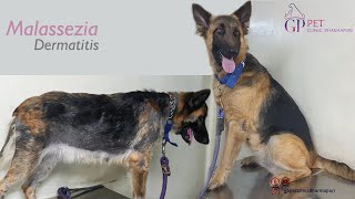 Malassezia Dermatitis in Dog [upl. by Vincenta]