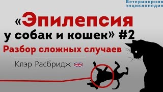 Эпилепсия у собак и кошек Разбор сложных случаев Epilepsy in pets [upl. by Ingeberg]