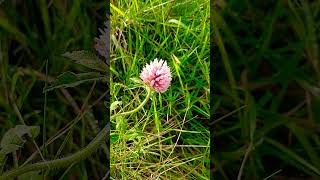 💮ALSIKE CLOVER FLOWER💮trifolium hybridum [upl. by Ahsaek776]