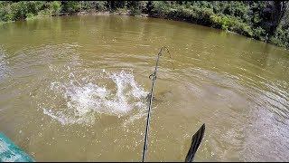 Pescando bagres en el rio  Pesca de bagres de diferentes especies de rio Pescando 2019 [upl. by Hnah]