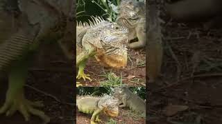 Iguanas de Nayarit Mexico [upl. by Anitra]