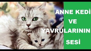 Anne Kedi ve Yavrularının Sesi [upl. by Llyrat]