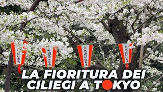 Lo spettacolo della FIORITURA DEI CILIEGI A TOKYO [upl. by Reni]