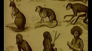 Collapse Of Evolution Theory Of Evolution Debunked Creationism vs Evolution Part 47 [upl. by Eilsew422]