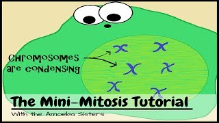 OLD VIDEO The Mini Mitosis Tutorial [upl. by Alil]