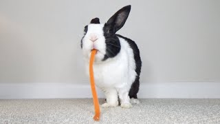 Rabbit instantly turns carrot into poop [upl. by Gerlac]