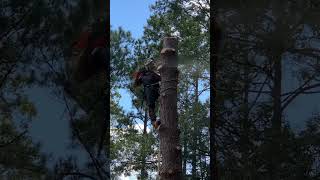 Cutting down Loblolly pine husqvarna shortvideo treeremovalservices pinetree treeworker [upl. by Lenci]