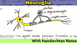 Neuroglia Glial cell  Structure  Function  Types  Readymade notes for exam [upl. by Lakym]